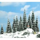 20 Schneetannen 60-135mm