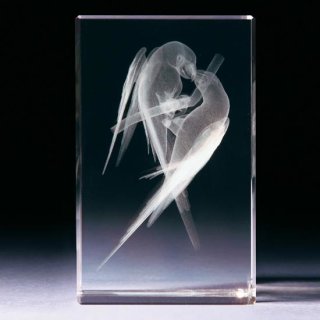 3D Kristallglas Papageien